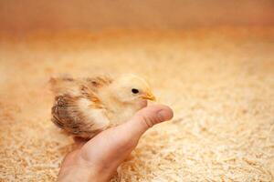 petit poulet dans poulet coopérative, sciure litière, oiseau reproduction, concept de écologique. oiseau séance dans main, confiance. photo