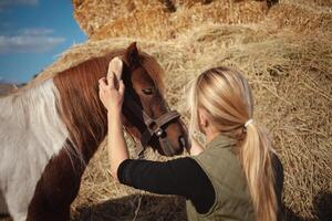 magnifique femme nettoie cheval avec brosse, authentique atmosphère de cultiver, Pointé poney aime maître. foins. photo