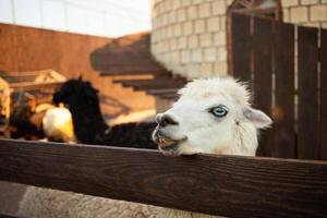 blanc alpaga dans bioparc, cultiver, bétail proche en haut photo