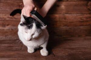 une homme peignes une noir et blanc chat avec une peigne pour animaux. photo