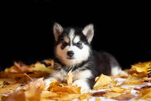 mignonne chiot sibérien rauque noir et blanc photo