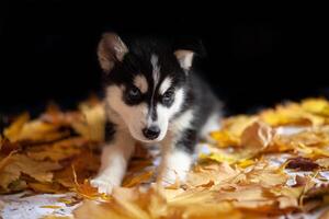 mignonne chiot sibérien rauque noir et blanc photo