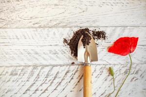 Accueil jardinage. plante se soucier. blanc en bois Contexte photo