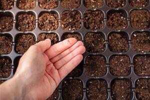 Accueil jardinage. plante se soucier. blanc en bois Contexte photo