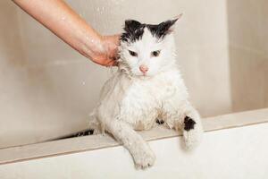 une baignoire ou douche à une persan race chat Moldavie, cintreuse, juillet 5, 2020, cintreuse forteresse, enfants plat photo