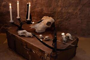 photo zone dans le studio pour Halloween. spectaculaire, paysage pour tout saints journée célébrations. octobre 31, photo studio. crânes de animaux sur un vieux valise, bougies dans une bureau, une arbalète.