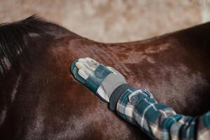 le fille nettoie le cheval de poussière et saleté avec une spécial brosse. photo