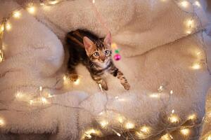 charmant aux yeux bleus Bengale chaton sur une blanc tricoté Contexte photo