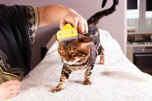 un personnes âgées femme peignes sa Bengale chat. magnifique léopard chat. photo