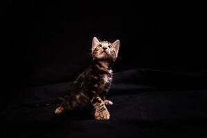 marron peu bengali léopard tigre chaton sur une noir Contexte. photo