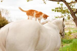 aimer, se soucier pour animaux. nature, printemps photo