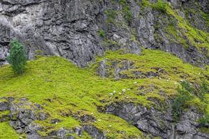chèvres de montagne dans le magnifique paysage norvégien de fjord de montagne. photo