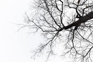 étranges arbres morts dans un fond pur photo