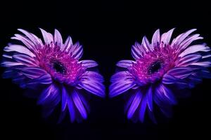 violet gerbera fleur sur noir Contexte photo