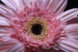 rose gerbera fleur sur noir photo