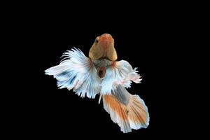 Dumbo oreille Jaune fantaisie betta poisson photo