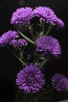 magnifique violet aster fleur sur noir photo