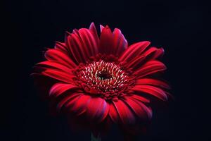 magnifique rouge gerbera fleur, transvaal Marguerite photo