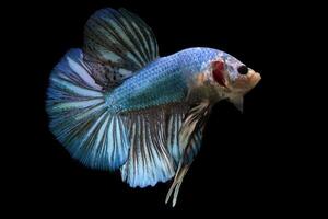 bleu monstre géant betta poisson photo