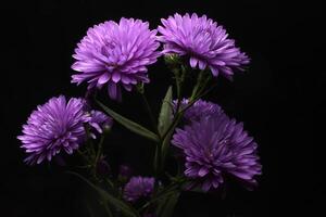 magnifique violet aster fleur sur noir photo