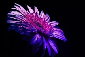 violet gerbera fleur sur noir Contexte photo