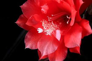 rouge fleur de arête cactus, disocactus anguliger ,épiphyllum anguliger, communément connu comme le arête cactus ou zig zag photo