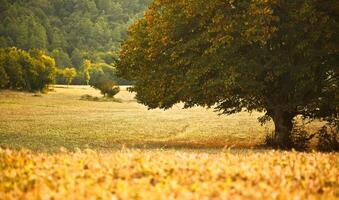 arbre sur terrain photo