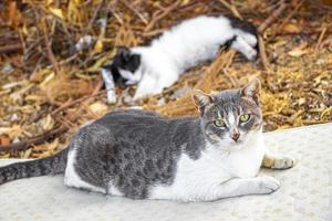 les chats errants se détendent sur un matelas à ordures à rhodes en grèce. photo