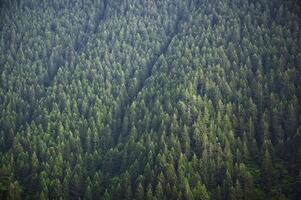 pin forêt photo