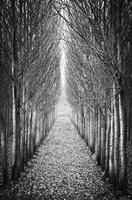 dans une rangée peuplier des arbres photo