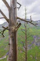 paysage de montagne derrière un arbre mort à utladalen jotunheimen paysages norvège. photo
