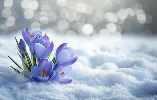 ai généré bleu crocus épanouissement sur neigeux blanc photo