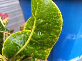 humide feuilles avec l'eau laissez tomber sur il photo