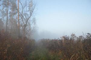 brouillard et brume matinale dans la forêt et le village photo