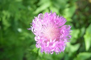 gros plan de fleurs de forêt d'arrière-plans de couleurs différentes photo