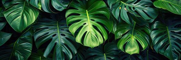 ai généré vert tropical monstera feuilles. Contexte de divers vert tropical feuilles. photo