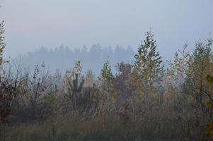 brouillard et brume matinale dans la forêt et le village photo