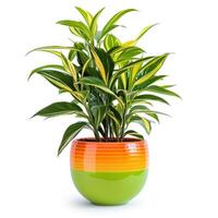 ai généré Accueil plante dans bleu pot isolé photo