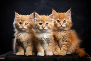 ai généré Trois amical roux chatons sur une noir Contexte. le concept de animal nutrition photo