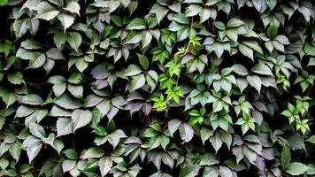 les feuilles d'une plante s'enroulent sur le mur. fond de feuille verte photo