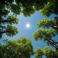 ai généré le Soleil brille par le des arbres dans une forêt photo