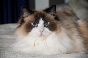 magnifique Jeune blanc de race ragdoll chat photo