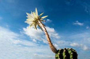 couleur blanche avec duveteux de fleur de cactus et fond de ciel bleu photo