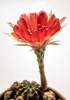 pétale délicat de couleur rouge avec des poils moelleux de fleur de cactus echinopsis