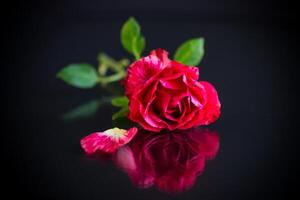 rouge Rose avec vert feuilles, sur une foncé Contexte photo