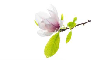 un rose fleur sur une branche de épanouissement magnolia proche en haut photo