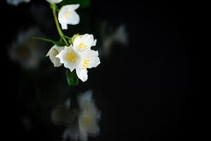 branche de épanouissement parfumé blanc jasmin fleurs photo