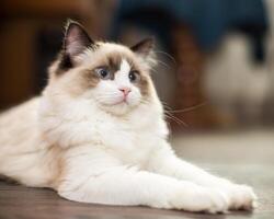 magnifique Jeune blanc de race ragdoll chat avec bleu yeux photo