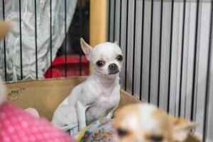 blanc petit chihuahua chiot à la recherche dans cage photo