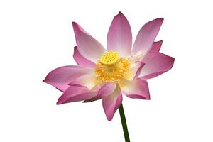 lotus sur isoler blanc Contexte. photo